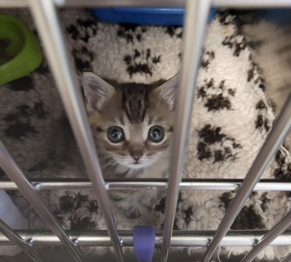 Tiny kitten looking up into camera