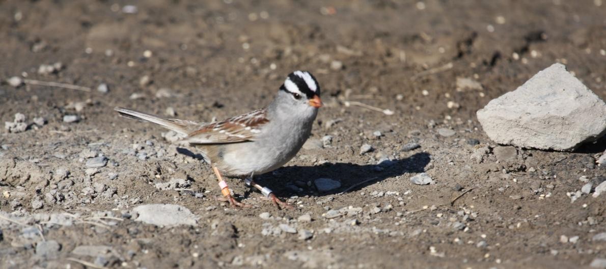 Songbird reference genome aids avian research | The Roslin Institute ...
