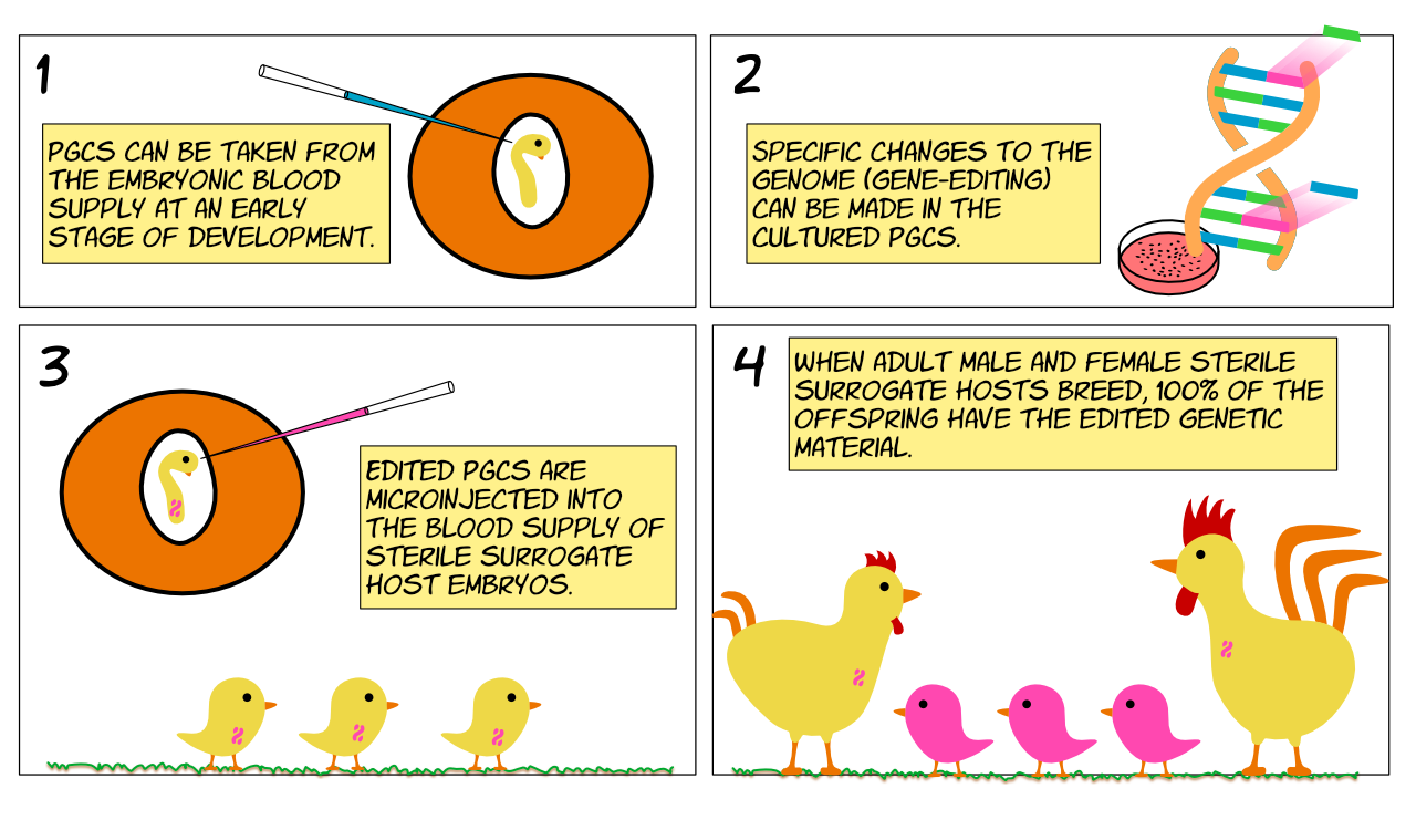 How to make a gene edited chicken.