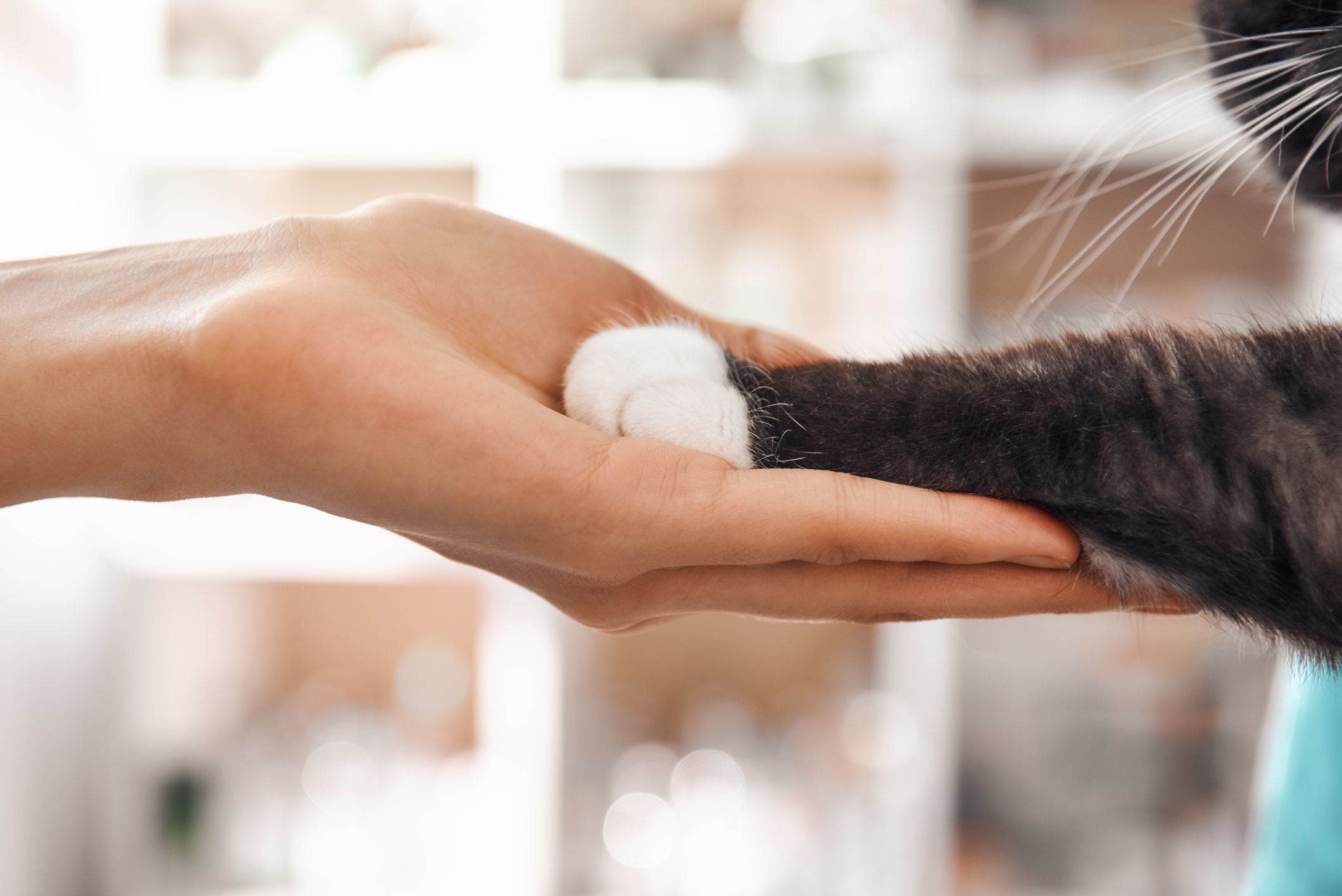 hand holding cat's paw