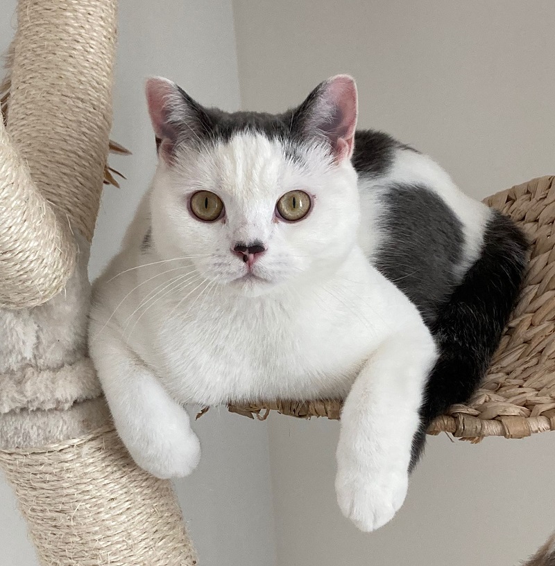 black and white cat looking straight into camera