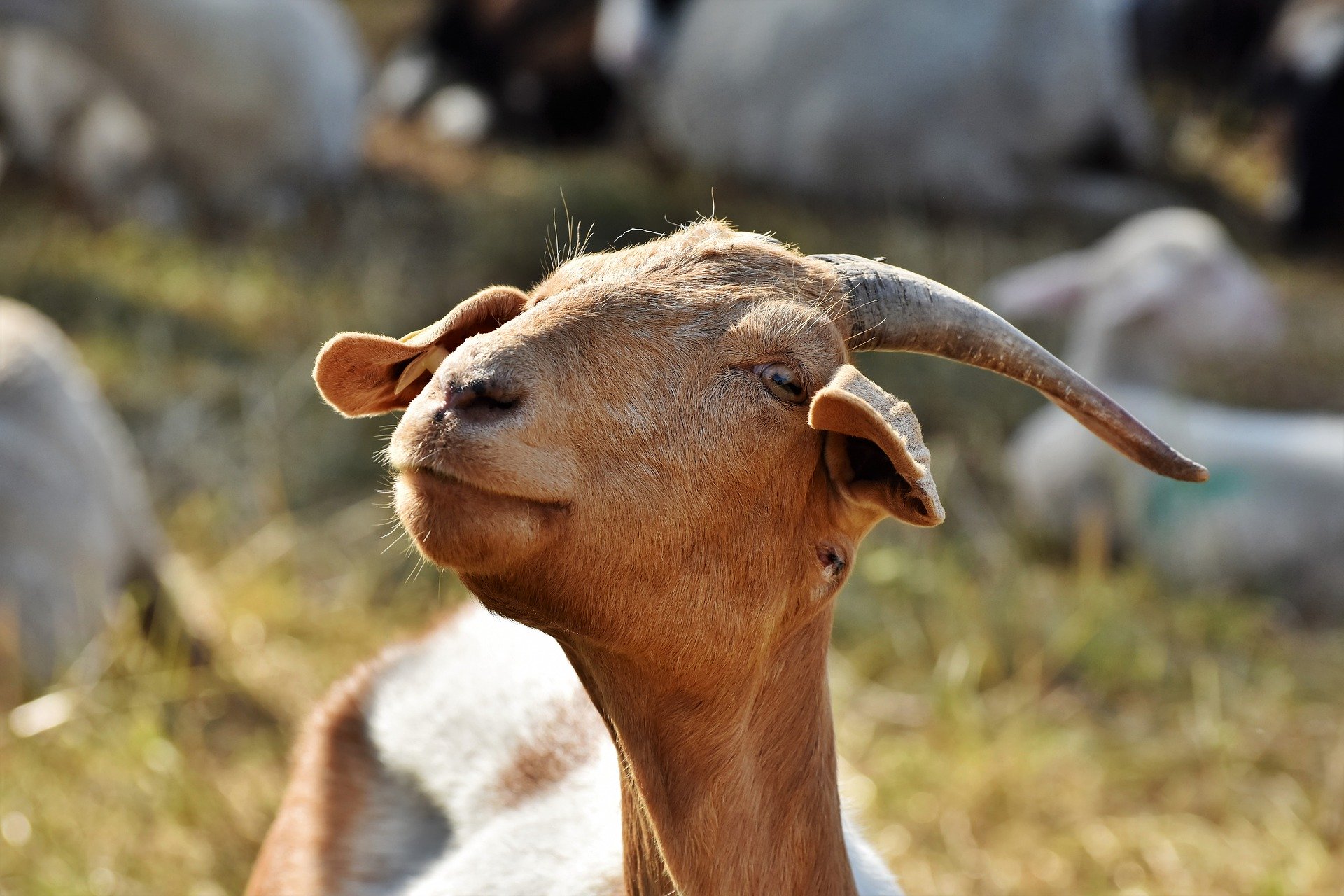 Climate resilience of farm animals linked to genes | The Roslin ...
