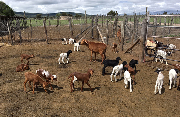 Colourful lambs at Kapiti ranch in Kenya - one of Emily’s favourite stories.