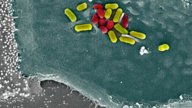 Gut Cell Transformation by Salmonella