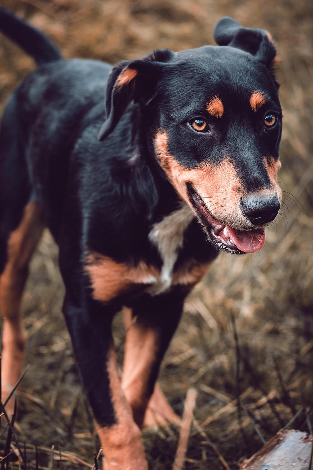 Happy Dog