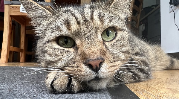 adult cat lying on a carpet looking into the camera