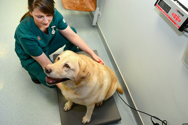 Nurse and dog on scales