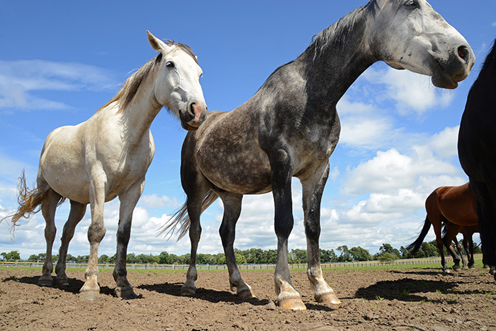 Horses in a field.