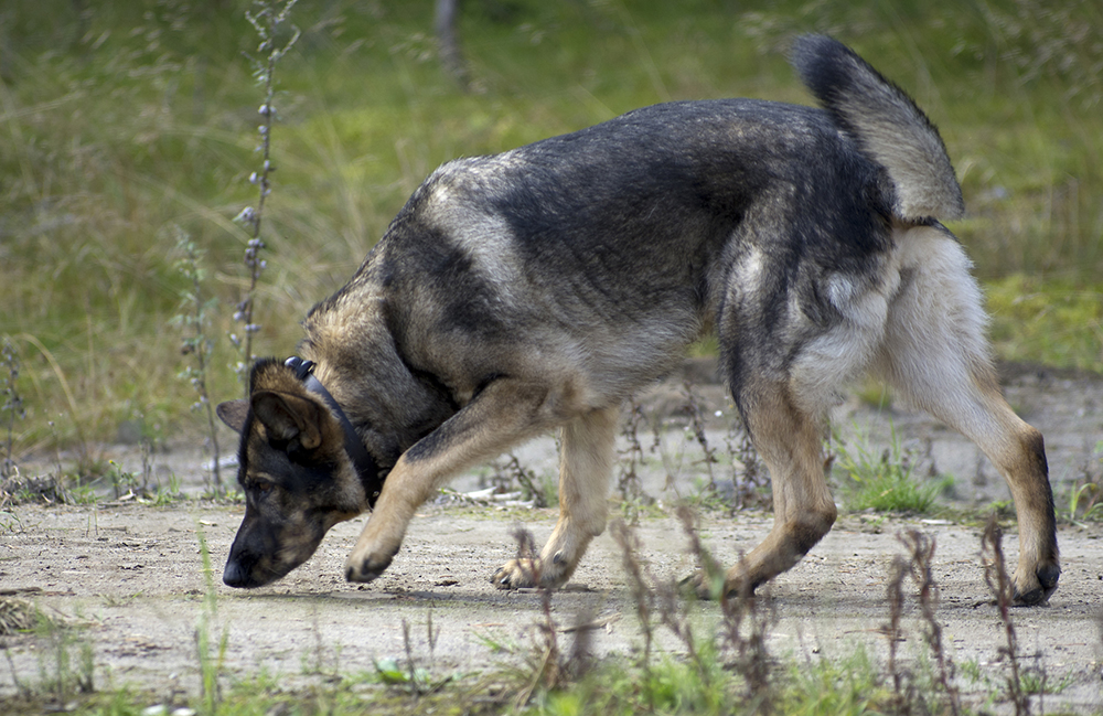 Dog sniffs