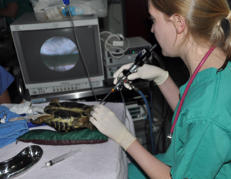 loacoscopy in a hermans tortoise