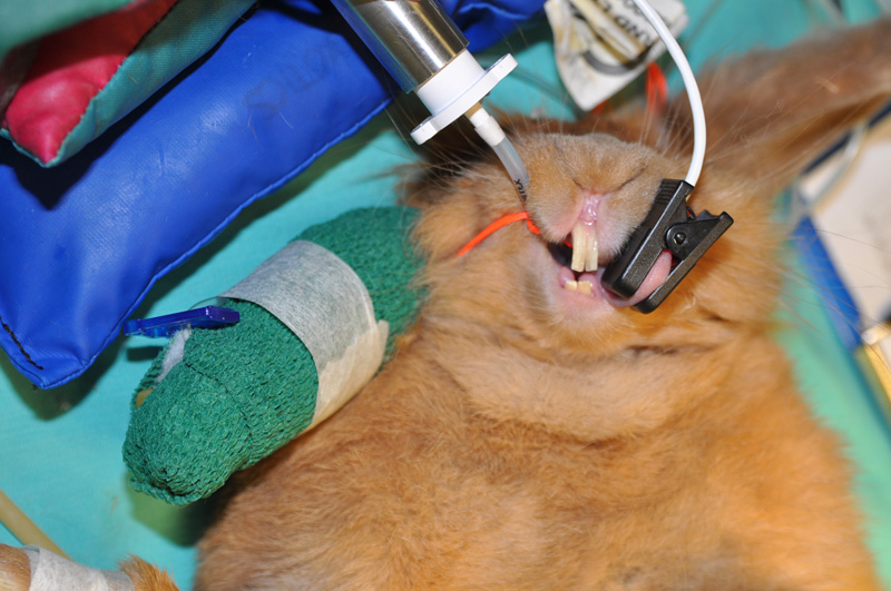 Anaesthetised Rabbit