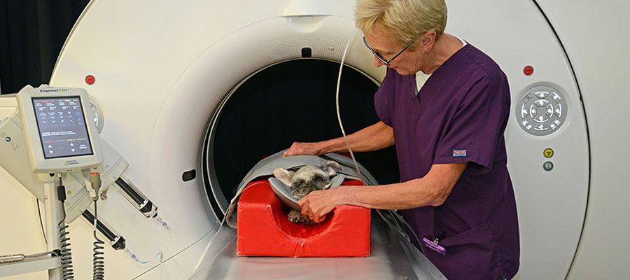 The Diagnostic Imaging Service | The Royal (Dick) School of Veterinary ...