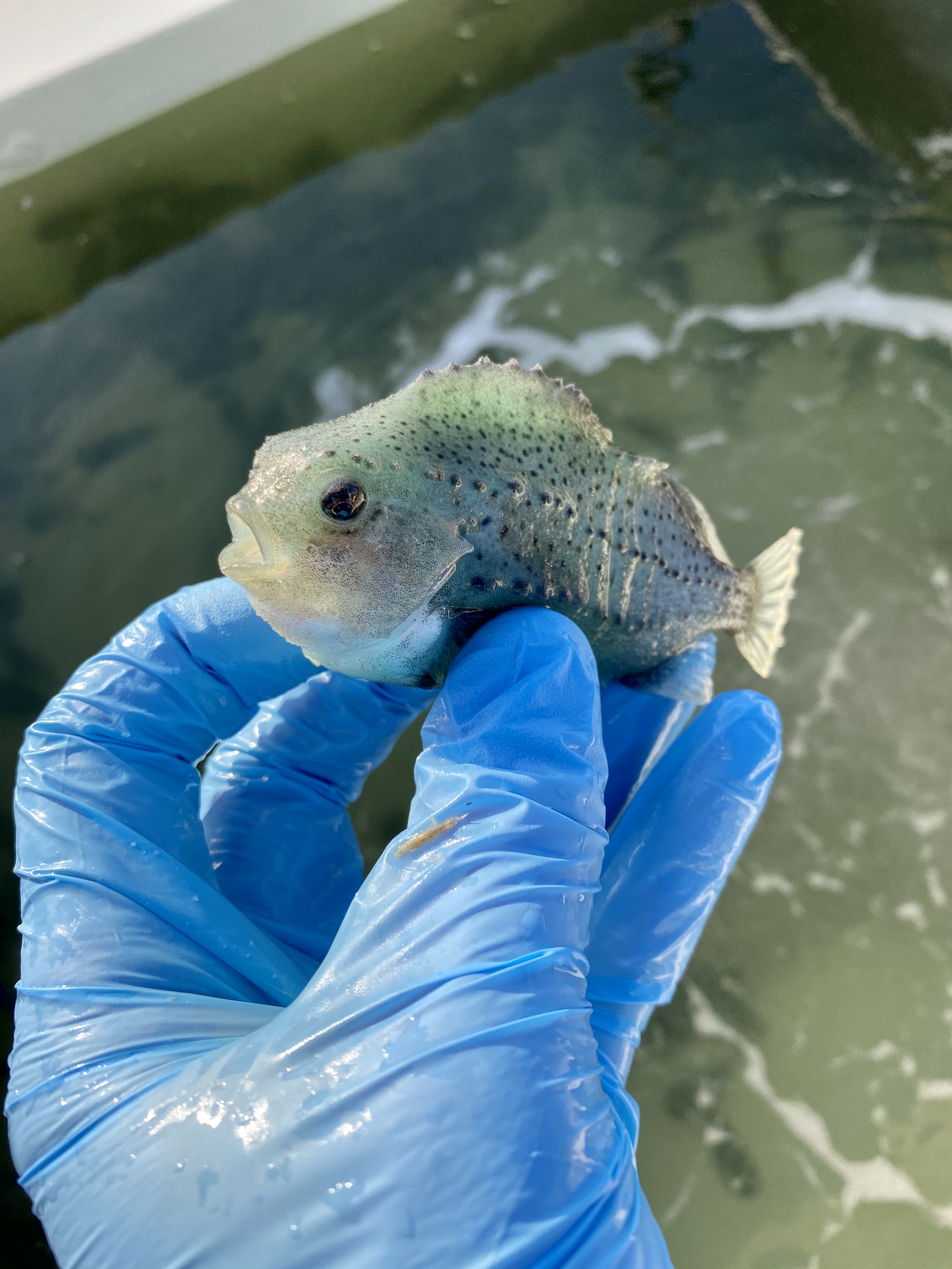 This deployment-sized lumpfish, approximately 6 months of age, is ready for delivery to the cage site for lice control. 