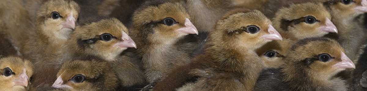 Many chicks in a group.