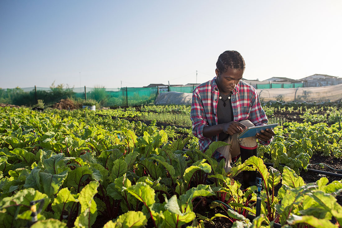 African Crops