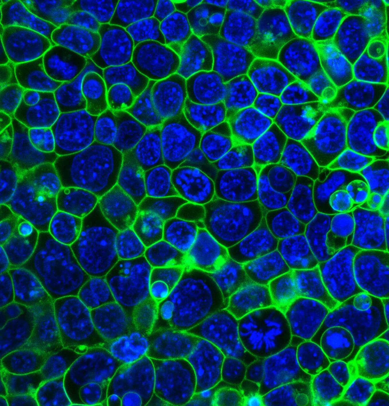 Protein on the cell membranes of mouse embryonic stem cells