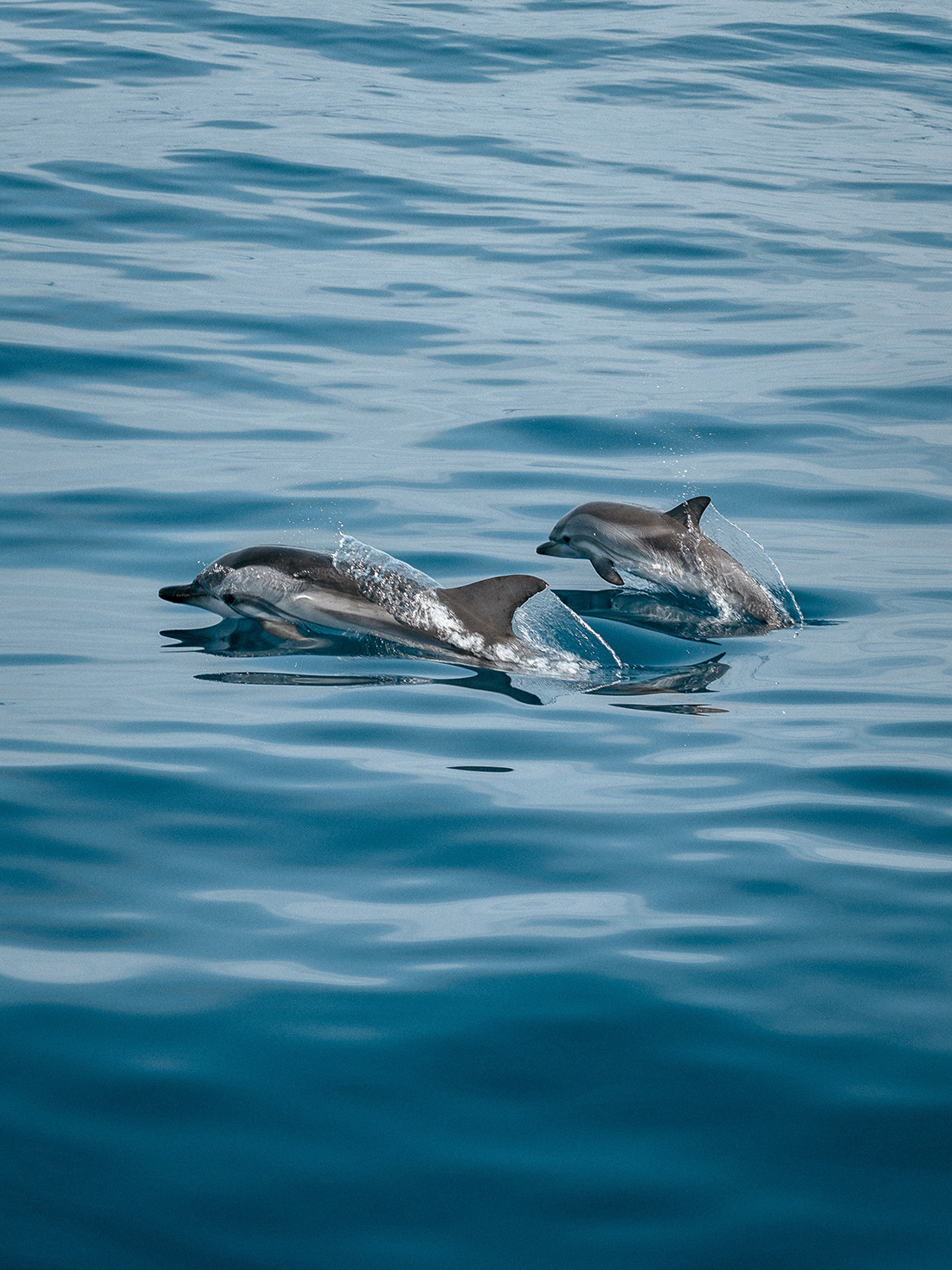 Dolphins at sea