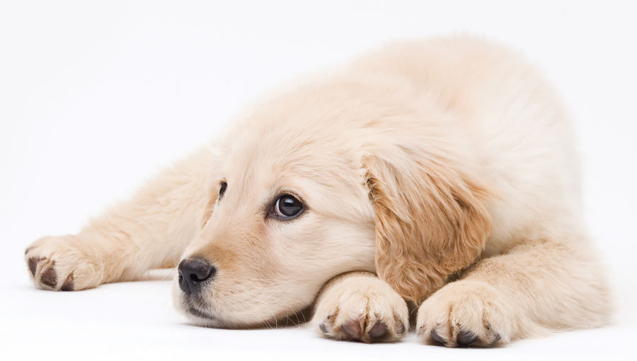 Labrador puppy