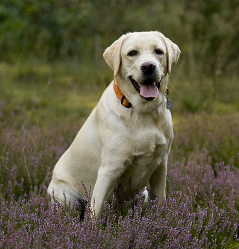 Labrador