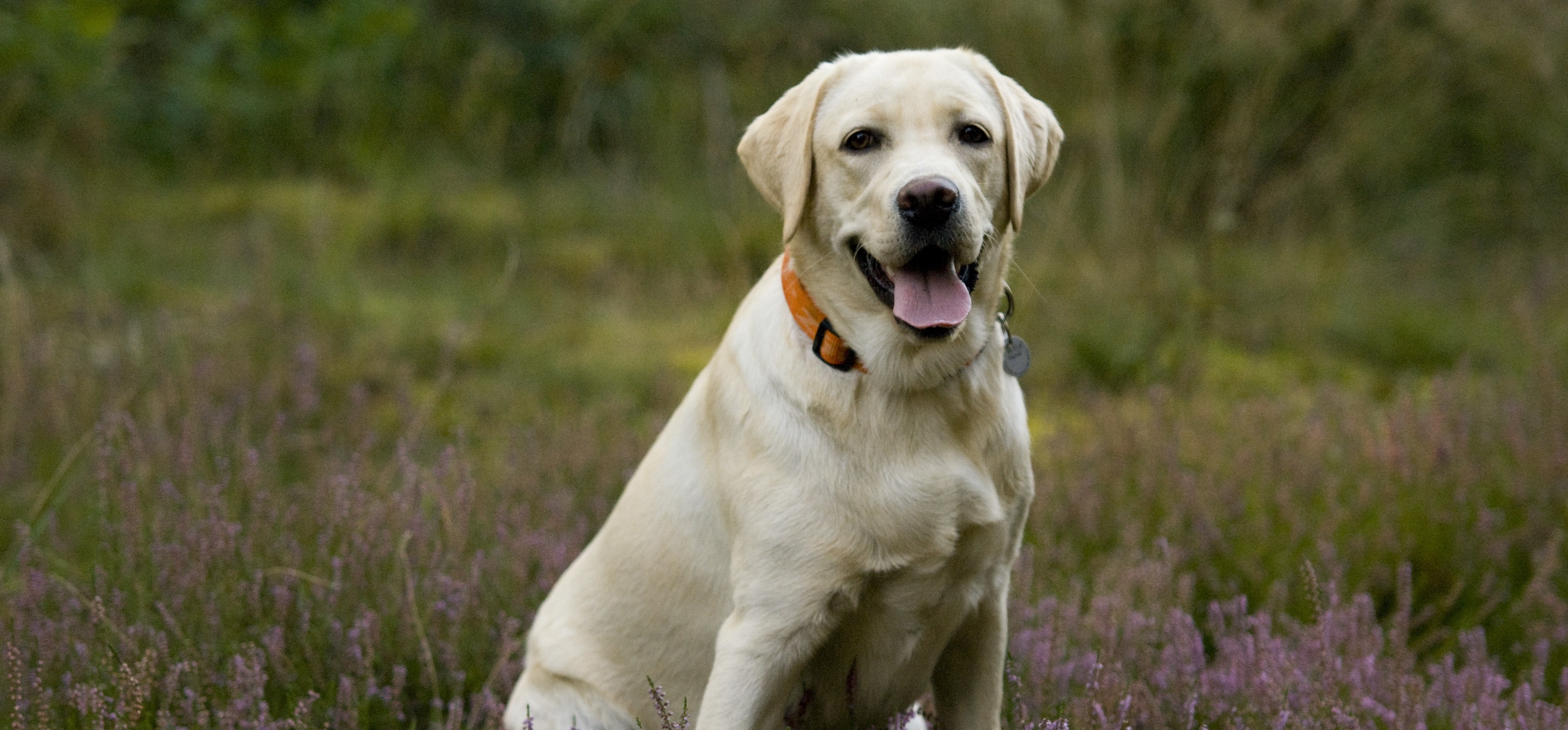 Life changed for dogs during lockdown, study finds | The Roslin ...