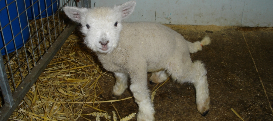 Lamb