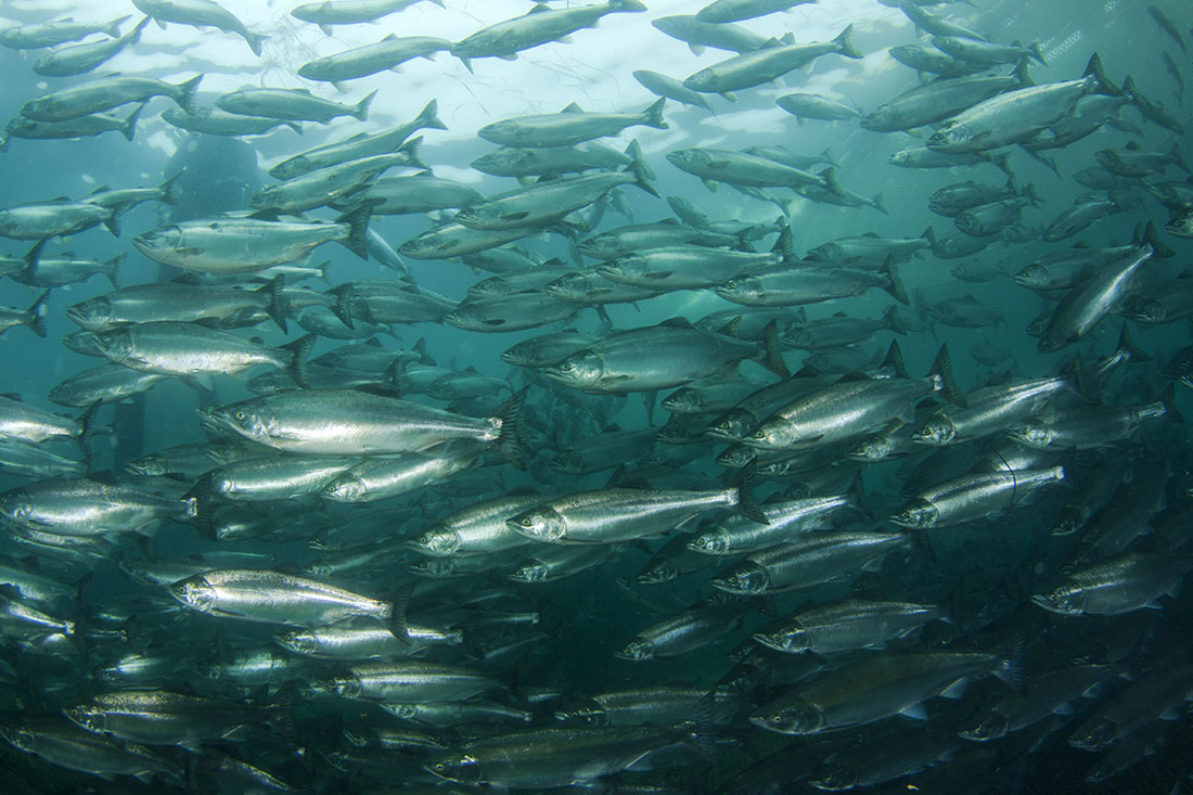 Large Flock Salmon Swims Forward