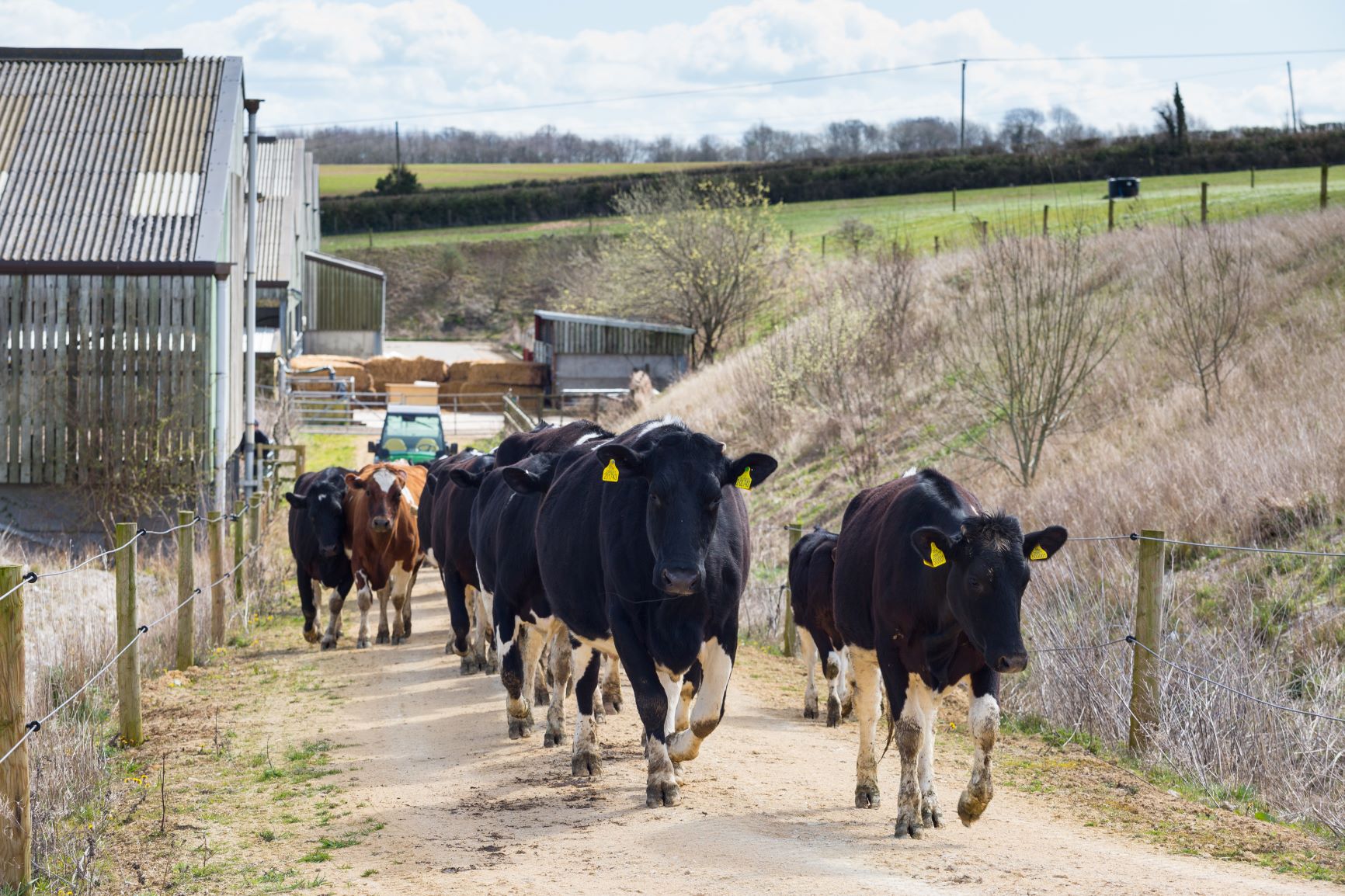 Livestock (Cows)