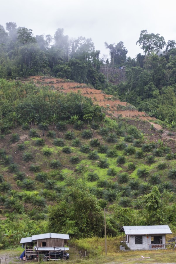 Deforestation in Malaysia