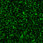 Chick embryo epidermis