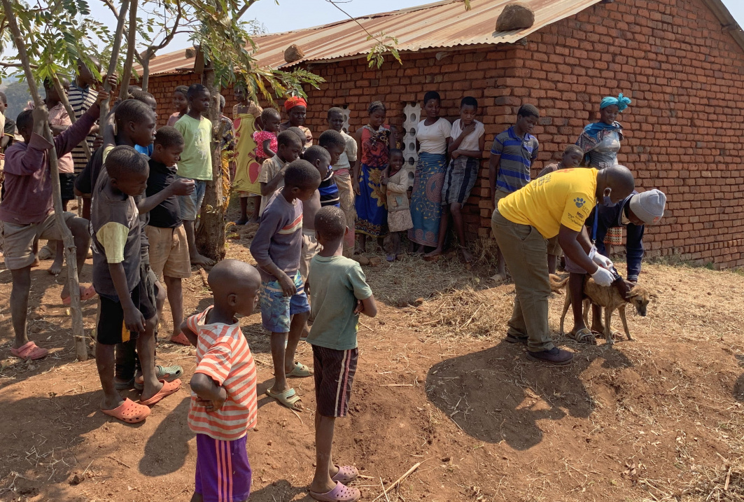 Vet vaccinating a dog in an outdoor clinic in Malawi.