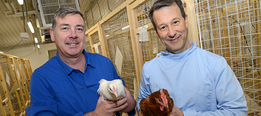 Two people holding chickens