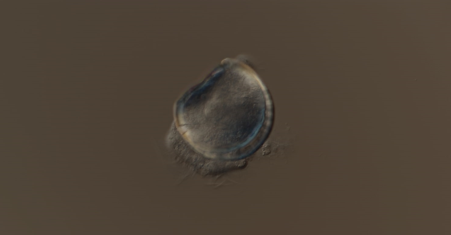 A still image of an oyster larvae, one day into its development.