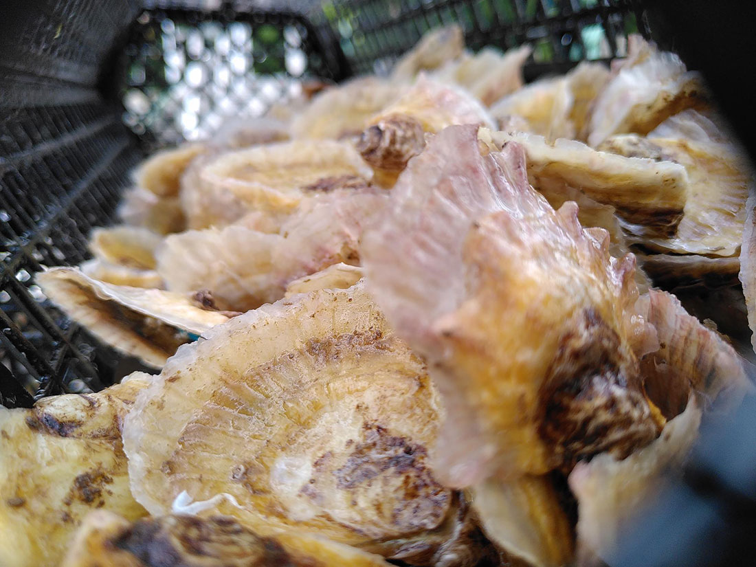 Oysters in a basket