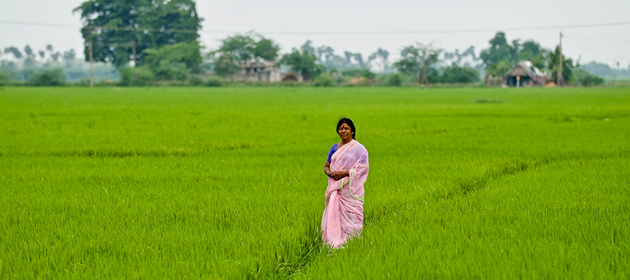 A woman stands in a field of uniform green crops