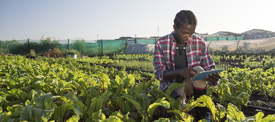 A man uses an ipad on a farm