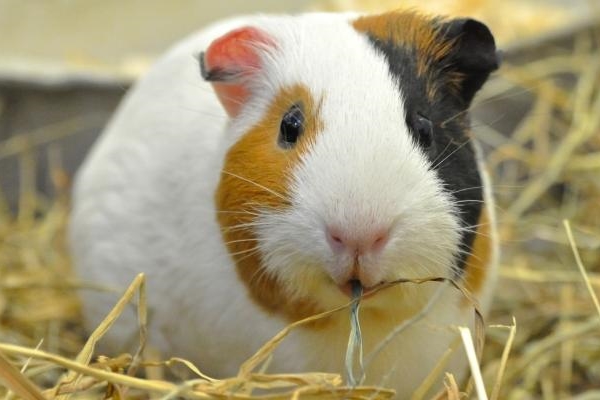 REP guinea pig