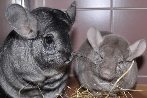 chinchilla