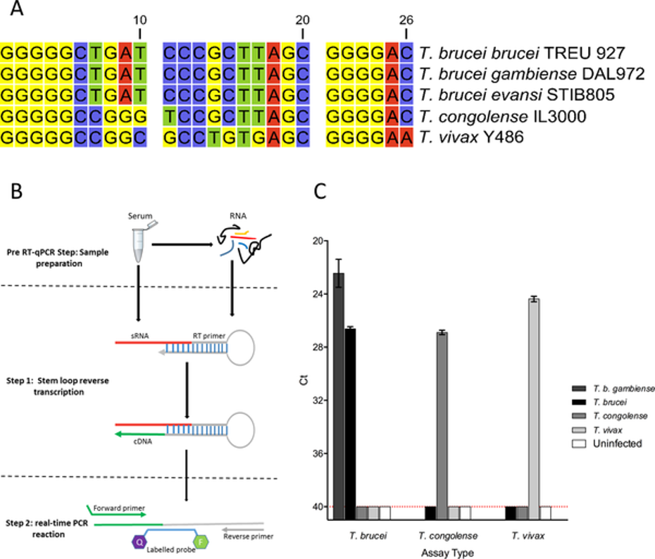 Parasite specific small RNA (PLoS Neglected Tropical Diseases, 13 (2), e0007189)