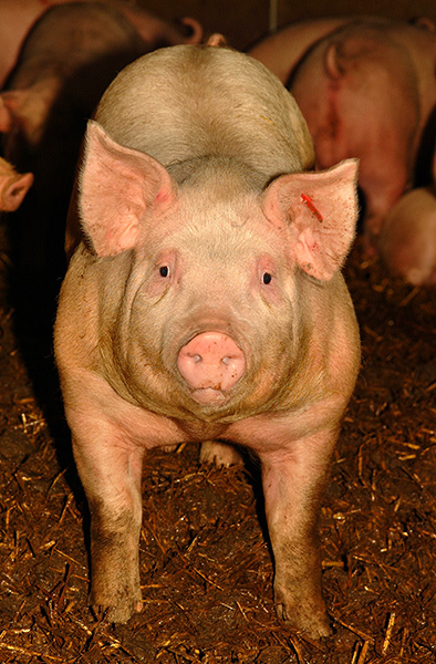 A photograph of a pig facing the camera.