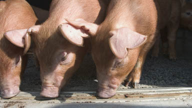 Image of 3 pigs eating