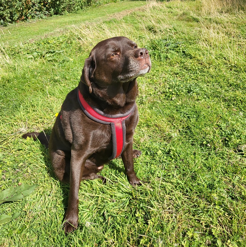 brown labrador dog sitting on the grass in the sun