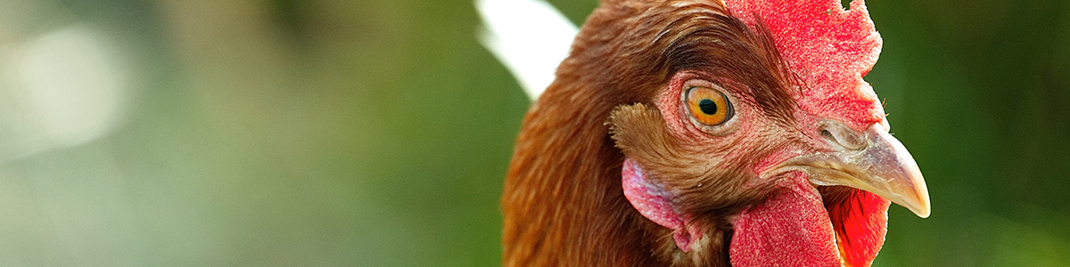 Close up photo of a chicken.