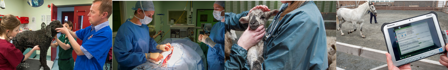 Banner composite image featuring multiple images of vets caring for animals.