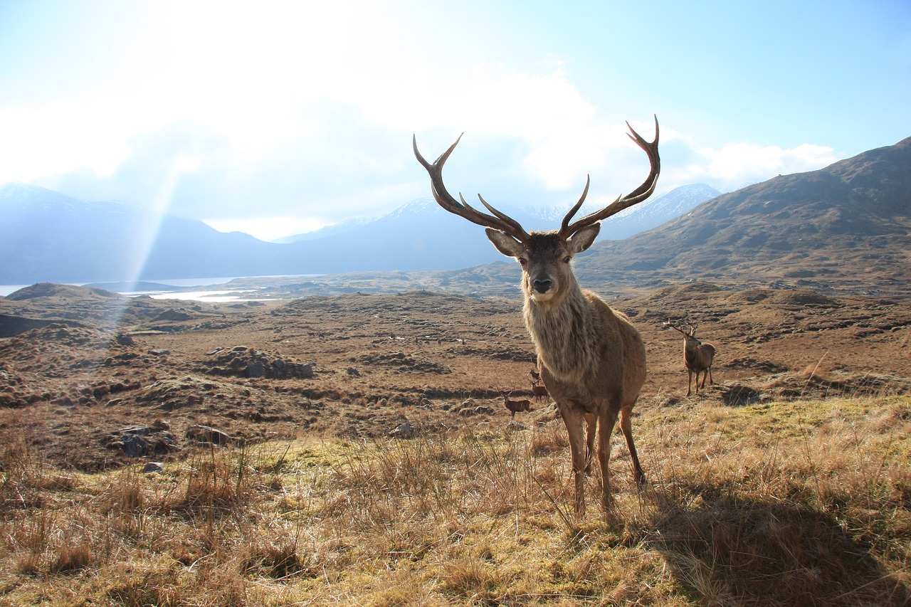 Careful processing of venison products helps limit the risk to consumers.