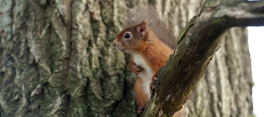 Red squirrel in tree