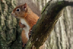 red squirrel