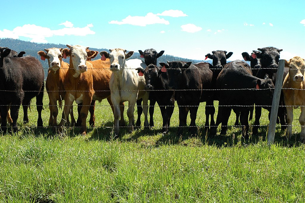 Beef cattle