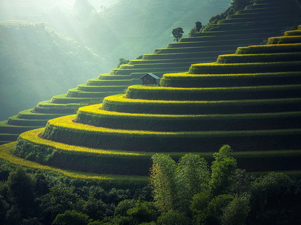 rice fields