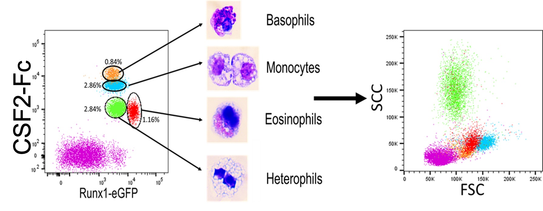 RUNX1 eGFP granulocytes