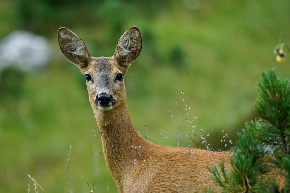 Roe Deer